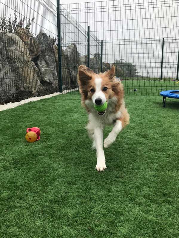 Sunnyview kennels and cattery dog-running Sunnyview kennels and cattery dog-running